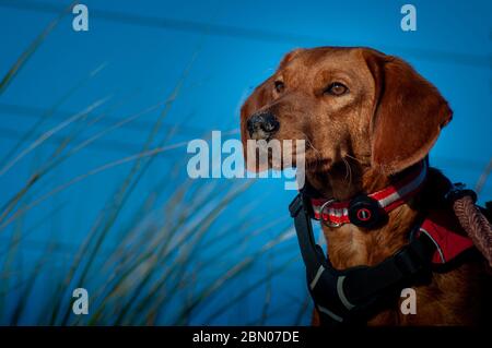 Un dischetto rosso arato cane serbo Hound con un imbragatura, collare, piombo e naso sabbioso guarda in lontananza su una spiaggia contro un cielo blu. Foto Stock