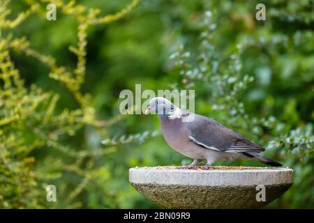 Un piccione di legno comune, Columba palumbus, in piedi su un tavolo di uccelli di pietra, in un giardino in primavera nel Surrey, Inghilterra sudorientale, Regno Unito Foto Stock