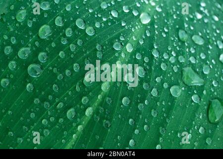 pioggia acqua goccia su verde scuro lasciare in primavera giardino natura sfondo Foto Stock