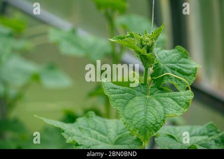 giovani cespugli di cetrioli senza feto in serra. Il concetto di isolamento e di allevamento di sussistenza. Macro di messa a fuoco selettiva con DOF poco profondo Foto Stock