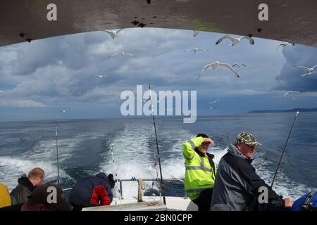 Gabbiani a seguito di una barca di pesca nel Mare del Nord vicino a Hartlepool, Regno Unito, in attesa di pescatori a attraverso scarti di pesce. Foto Stock