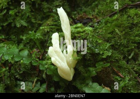 Fungo club rugoso (Clavulina rugosa) Foto Stock