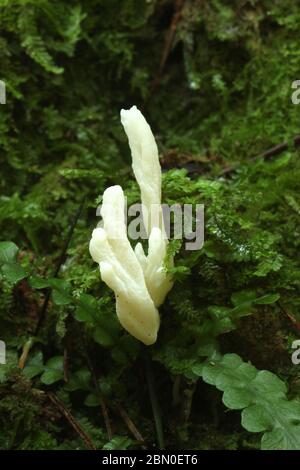 Fungo club rugoso (Clavulina rugosa) Foto Stock