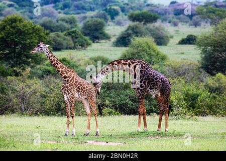 Masai giraffes (Giraffa camelopardalis tippelskirchi), accoppiamento di animali, comportamento, Parco Nazionale Serengeti, Tanzania Foto Stock