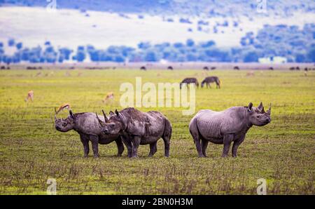 Rinoceronte nero (Diceros bicornis), cratere di Ngorongoro, Tanzania Foto Stock