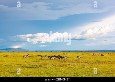 Pianure Zebre (Equus quagga) nel vasto prateria del Serengeti, Parco Nazionale Serengeti, Tanzania Foto Stock