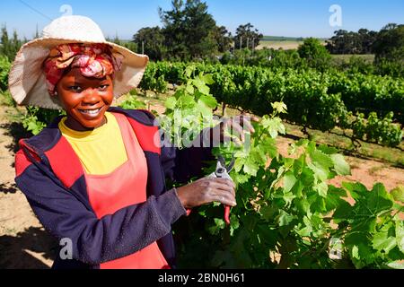 Operaio che pota le viti a l'Avenir Winery, Stellenbosch, Western Cape, Sudafrica Foto Stock