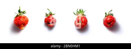 Brutto banner di tendenza cibo fresco rosso fragola su sfondo bianco isolato con ombre. Prodotti disformati, concetto di problema di spreco di cibo Foto Stock