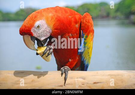 Un macaw scarlatto (Ara macao) mangiare una banana nella foresta pluviale tropicale del Nicaragua, America Centrale. Foto Stock
