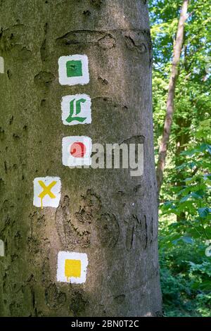 Sentieri segnalati su un albero nella Foresta Turingia vicino Friedrichroda in Germania Foto Stock