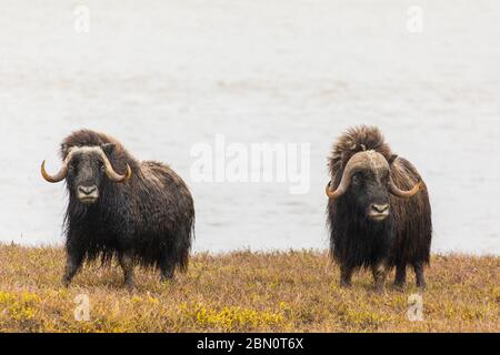 Muschio bue, Dalton Highway, Alaska. Foto Stock