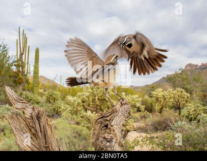 Passero nero, Montagne Tortolita, Marana, vicino Tucson, Arizona. Foto Stock