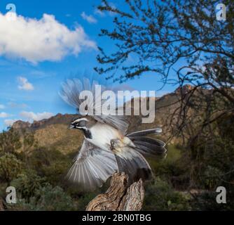 Passero nero, Montagne Tortolita, Marana, vicino Tucson, Arizona. Foto Stock