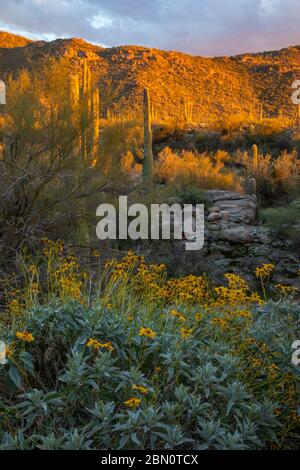 Deserto fiorito di sonora, Montagne Tortolita, Marana, vicino Tucson, Arizona. Foto Stock