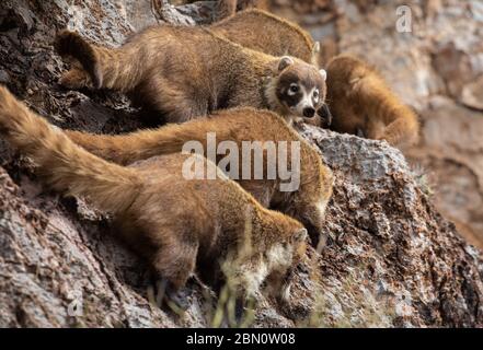 Coatimundi, colossale Cave Mountain Park, Tucson, Arizona. Foto Stock