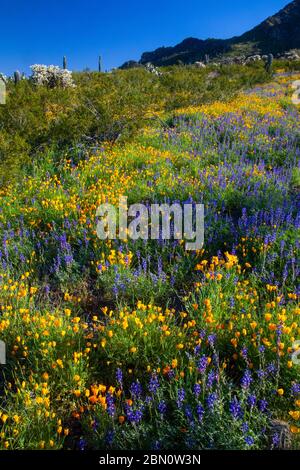 Fiori selvatici al Picacho Peak state Park, vicino a Tucson, Arizona. Foto Stock