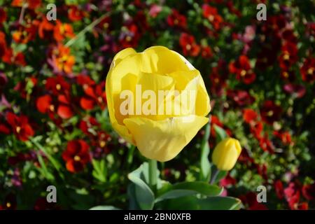 Tulipano giallo pronto a fiorire nel pomeriggio soleggiato Foto Stock