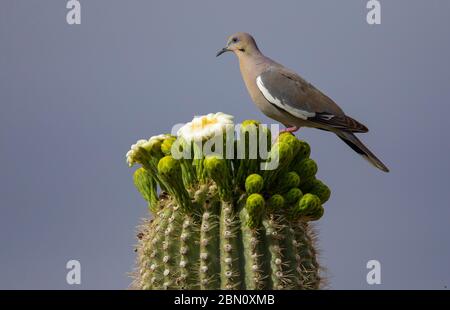 Alata bianca, Montagne Tortolita, Marana, vicino Tucson, Arizona. Foto Stock