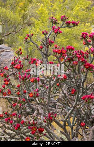 Fiori di cactus di Cholla, Montagne di Tortolita, Marana, vicino Tucson, Arizona. Foto Stock