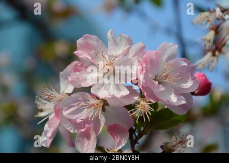 fiori rosa con pistilli mostrato chiaramente Foto Stock