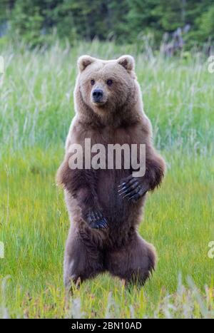 Marrone / Orso grizzly, il Parco Nazionale del Lago Clark, Alaska. Foto Stock