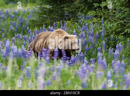 Orso marrone, Parco Nazionale del Lago Clark, Alaska. Foto Stock