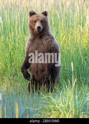 Marrone / Orso grizzly, il Parco Nazionale del Lago Clark, Alaska. Foto Stock