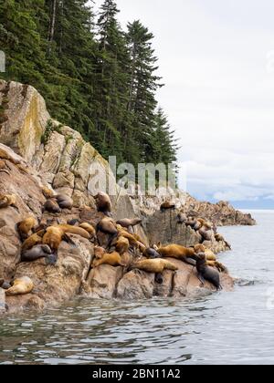 Leone di mare di Steller (Eumetopias jubatus), Foresta nazionale di Tongass, Alaska. Foto Stock