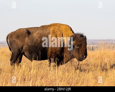 Bison on the Maxwell Wildlife Refuge, vicino Canton, Kansas Foto Stock