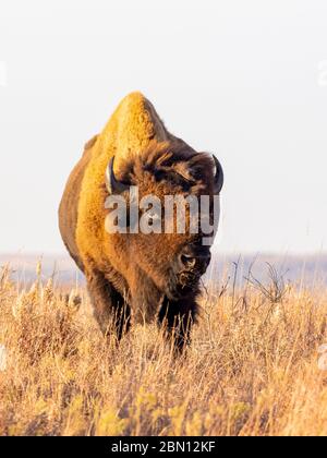 Bison on the Maxwell Wildlife Refuge, vicino Canton, Kansas Foto Stock