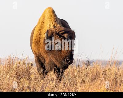 Bison on the Maxwell Wildlife Refuge, vicino Canton, Kansas Foto Stock