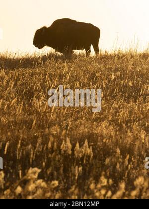 Bison on the Maxwell Wildlife Refuge, vicino Canton, Kansas Foto Stock