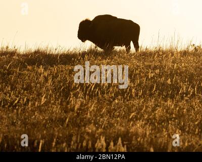 Bison on the Maxwell Wildlife Refuge, vicino Canton, Kansas Foto Stock