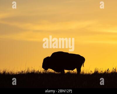 Bison on the Maxwell Wildlife Refuge, vicino Canton, Kansas Foto Stock