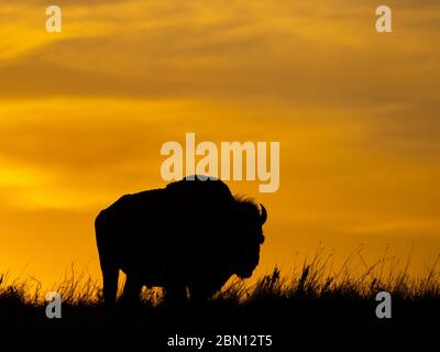 Bison on the Maxwell Wildlife Refuge, vicino Canton, Kansas Foto Stock