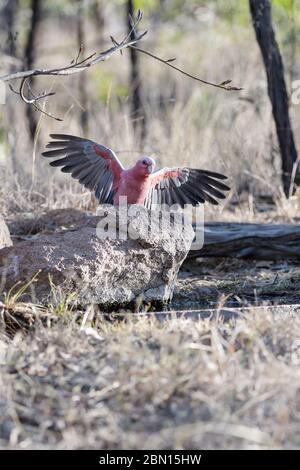 Terre rosa (rosate) di scarafaggi, ali estese, accanto a un buco d'acqua nel Queensland occidentale pronto a dissetarsi. Foto Stock