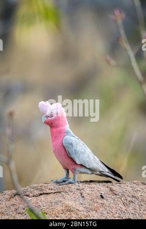 Lo scarafaggio rosa (arrosto) atterra in modo guerrido su un masso di granito accanto ad un buco d'acqua nel Queensland occidentale pronto a dissetare la sua sete. Foto Stock