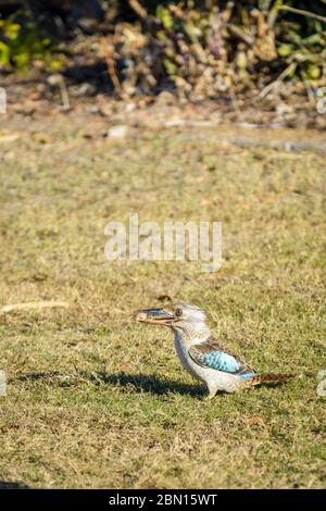 Kookaburra dalle alche blu, il più grande pescatore, si trova su un'area erbosa al sole del pomeriggio con un gustoso boccale nel suo becco a Townsville, Queensland. Foto Stock