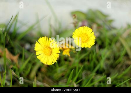 Sfondo sfocato. Fiori gialli a coltsfoot su uno sfondo di erba verde. Le prime piante primaverili. Foto Stock