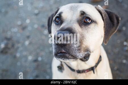Bullmastiff x Staffordshire Bull Terrier salvataggio cane, Melbourne, Australia Foto Stock