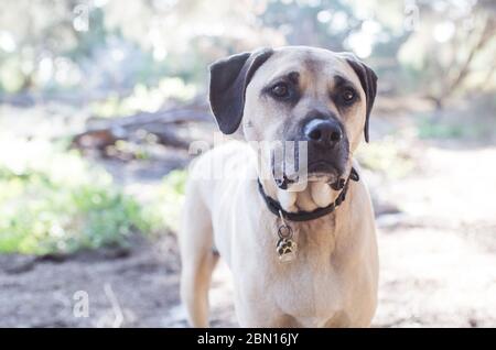 Bullmastiff x Staffordshire Bull Terrier salvataggio cane, Melbourne, Australia Foto Stock