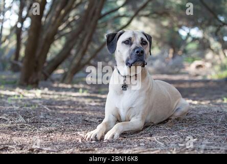 Bullmastiff x Staffordshire Bull Terrier salvataggio cane, Melbourne, Australia Foto Stock