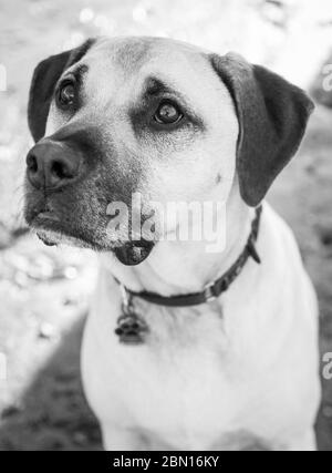 Bullmastiff x Staffordshire Bull Terrier salvataggio cane, Melbourne, Australia Foto Stock