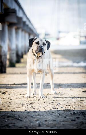 Bullmastiff x Staffordshire Bull Terrier salvataggio cane, Melbourne, Australia Foto Stock