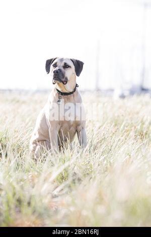 Bullmastiff x Staffordshire Bull Terrier salvataggio cane, Melbourne, Australia Foto Stock