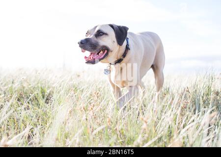 Bullmastiff x Staffordshire Bull Terrier salvataggio cane, Melbourne, Australia Foto Stock