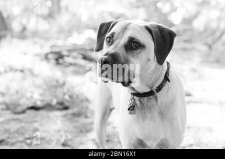 Bullmastiff x Staffordshire Bull Terrier salvataggio cane, Melbourne, Australia Foto Stock