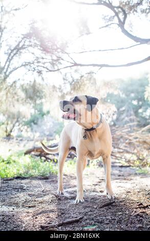 Bullmastiff x Staffordshire Bull Terrier salvataggio cane, Melbourne, Australia Foto Stock