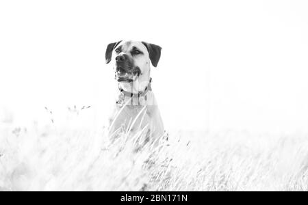 Bullmastiff x Staffordshire Bull Terrier salvataggio cane, Melbourne, Australia Foto Stock