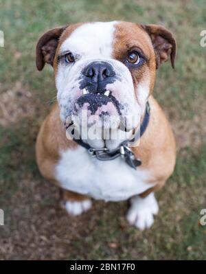 Femmina Bulldog inglese Foto Stock